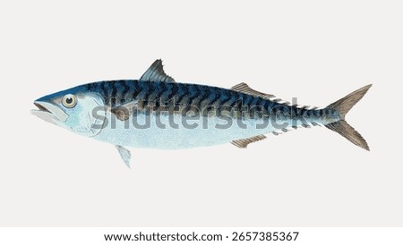 Illustration of a mackerel fish. The mackerel features detailed scales and fins. Mackerel fish are known for their sleek bodies. Perfect for marine-themed designs. Marine life illustration vector.