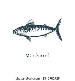 Illustration of mackerel. Fish sketch in vector. Drawn seafood in engraving style. Used for canning jar sticker, shop label etc.