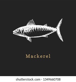 Illustration of mackerel on black baсkground. Fish sketch in vector. Drawn seafood in engraving style. Used for canning jar sticker, shop label etc.