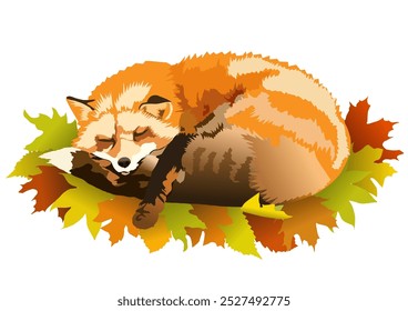 Illustration made in vector graphics, which will be good for children's books, colouring books and greeting cards. Beautiful orange fox on a white background, sleeping on multi-coloured autumn leaves.