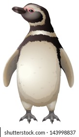 Illustration of the Magellanic Penguin