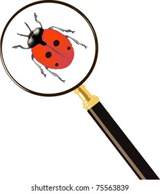 illustration with magnifying and red bug