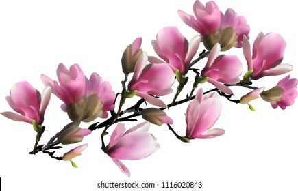 illustration with magnolia flower branch isolated on white background