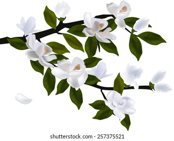 Illustration With Magnolia Flower Branch Isolated On White Background