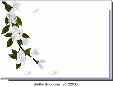 illustration with magnolia flower branch isolated on white background