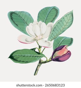 Ilustração de uma flor de magnólia com folhas verdes. Magnólia em flor, magnólia com cores vibrantes, magnólia em um fundo branco. Arte floral elegante. Vetor de ilustração de flor vintage.