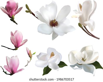 illustration with magnolia flowers isolated on white background