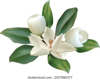 illustration with magnolia flowers isolated on white background