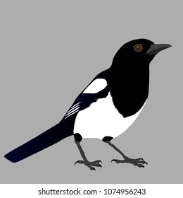 An illustration of a magpie