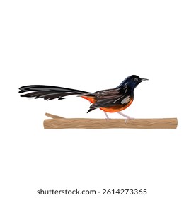 illustration of a magpie bird on a tree branch without a background