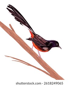 illustration of a magpie bird on a tree branch without a background