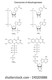 Illustration of main dehydrogenases coenzymes (NAD, NADP, FAD, FMN), chemical formulas, vector, isolated on white