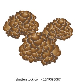 Illustration of the maitake mushroom