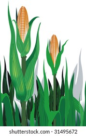 illustration of maize plant	