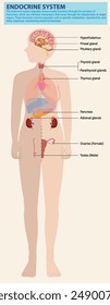 Ilustración de las principales glándulas endocrinas del cuerpo