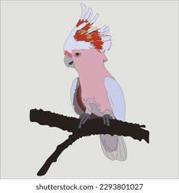 illustration Major Mitchell's Cockatoo, known as the pink cockatoo, is a medium-sized cockatoo that lives in the arid outback of Australia