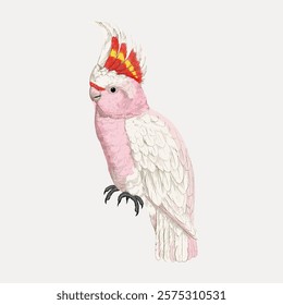 Illustration of Major Mitchell's cockatoo with pink and white feathers. The cockatoo has red and yellow crest. Detailed cockatoo artwork. Vintage art drawing illustration, painting art vector.