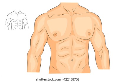 illustration of a male body arms shoulders chest and abs. bodybuilding