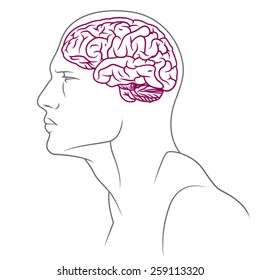 Illustration of male body with brain.