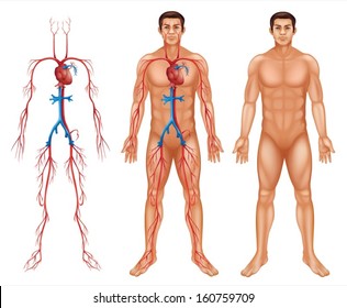 Illustration of the male circulatory system on a white background
