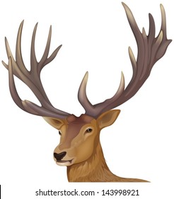 Illustration of a male deer