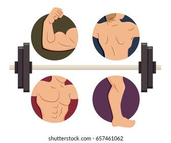 Illustration of Male Muscles in Biceps, Back, Torso and Legs with a Barbell