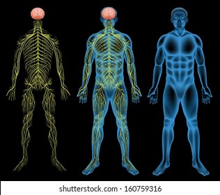 Illustration of the male nervous system