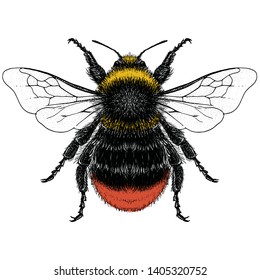 Illustration of a Male Red Tailed Bumble Bee