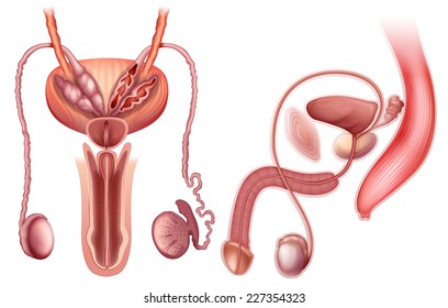 Illustration Of A Male Reproductive Organ On A White Background 