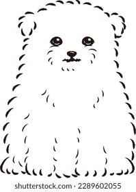 Illustration of Malpome (Maltese and Pomeranian mixed dog)