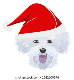 Illustration Maltese with red Christmas hat 
