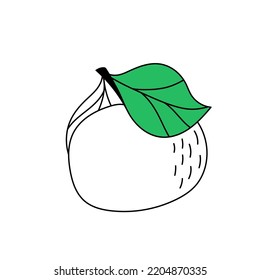 Illustration of a mandarin with leaves on a branch. Doodle satsuma on an isolated background