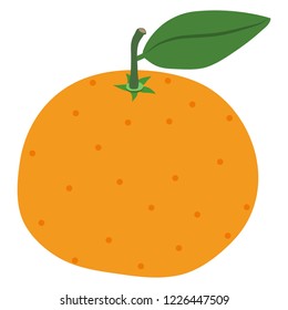 Illustration of the mandarin orange