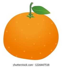 Illustration of the mandarin orange