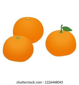 Illustration of the mandarin orange