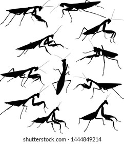 illustration with mantids silhouettes isolated on white background