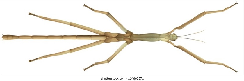 Illustration of a mantis stick insect