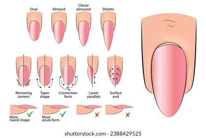 Ilustración de un manual para la creación de una manicura ovalada para la formación de hardware en vectores