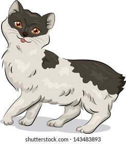 Illustration of a Manx Cat