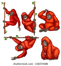 illustration of many orangutans hanging on a vine