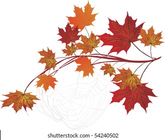 illustration with maple branch and spider web