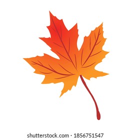 Illustration maple leaf autumn symbol as seasonally themed concept as an icon white background