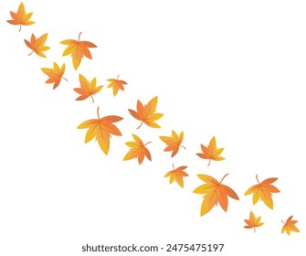 Illustration of maple leaf falling down. Maple leaves　