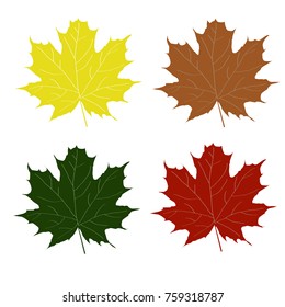 Illustration of maple leaves