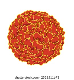 illustration of marigold flower isolated on white background.