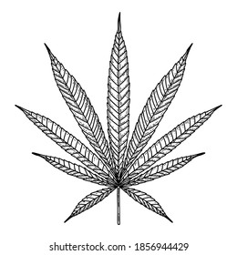 Ilustración de la hoja de marihuana en estilo grabado. Elemento de diseño para afiche, tarjeta, pancarta, signo. Ilustración del vector
