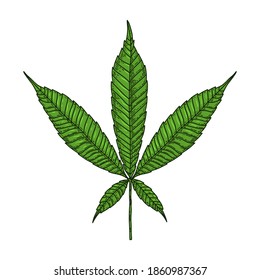 Illustration of marijuana leaf in engraving style. Design element for poster, card, banner, sign. Vector illustration