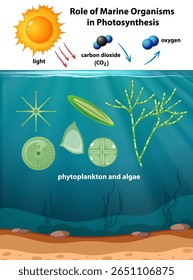 Ilustração da fotossíntese marinha mostrando fitoplâncton e algas. Inclui luz solar, dióxido de carbono e troca de oxigênio em cores vibrantes