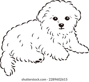 Illustration of Marpu (Maltese and toy poodle mix dog)