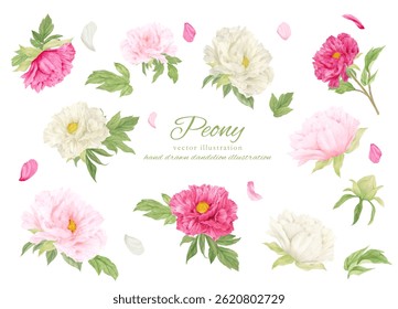 Illustration material of a beautiful large pink peony flower painted in watercolor